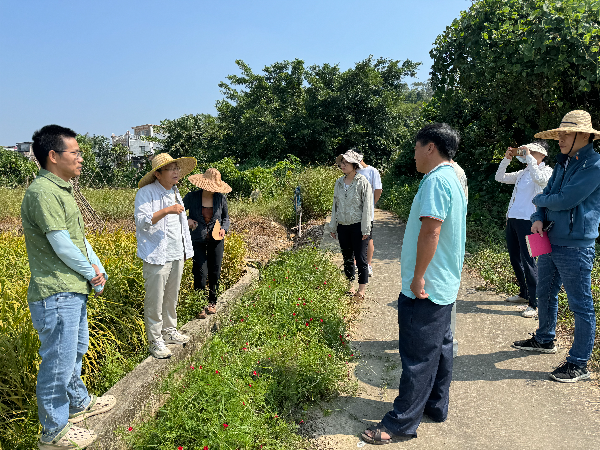 植保所水稻病蟲草害防控專家團隊到恩平市護航金穗、“智”援秋收.jpg