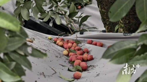 通過機械振動采摘下的荔枝。