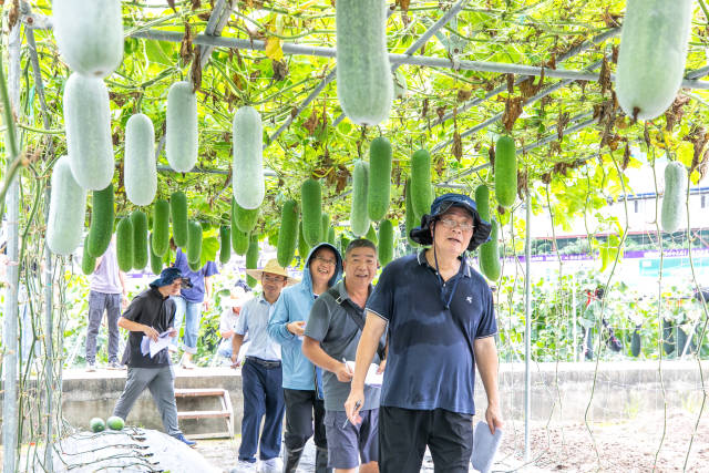 田間評選現場